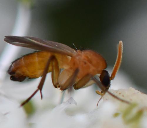 Megophthalmidia crassicornis